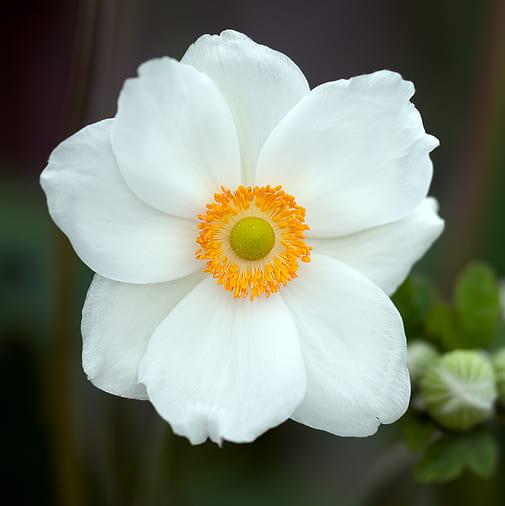 ANEMONE Snow Angel 12.95