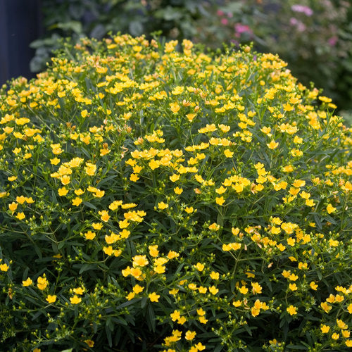 Hypericum-Sunny-Boulevard-Planted-1