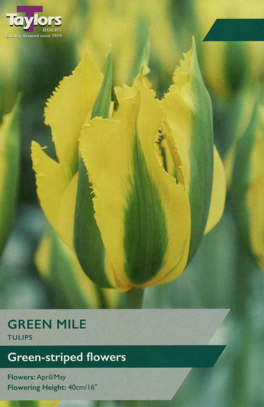 TULIP GREEN MILE X 7