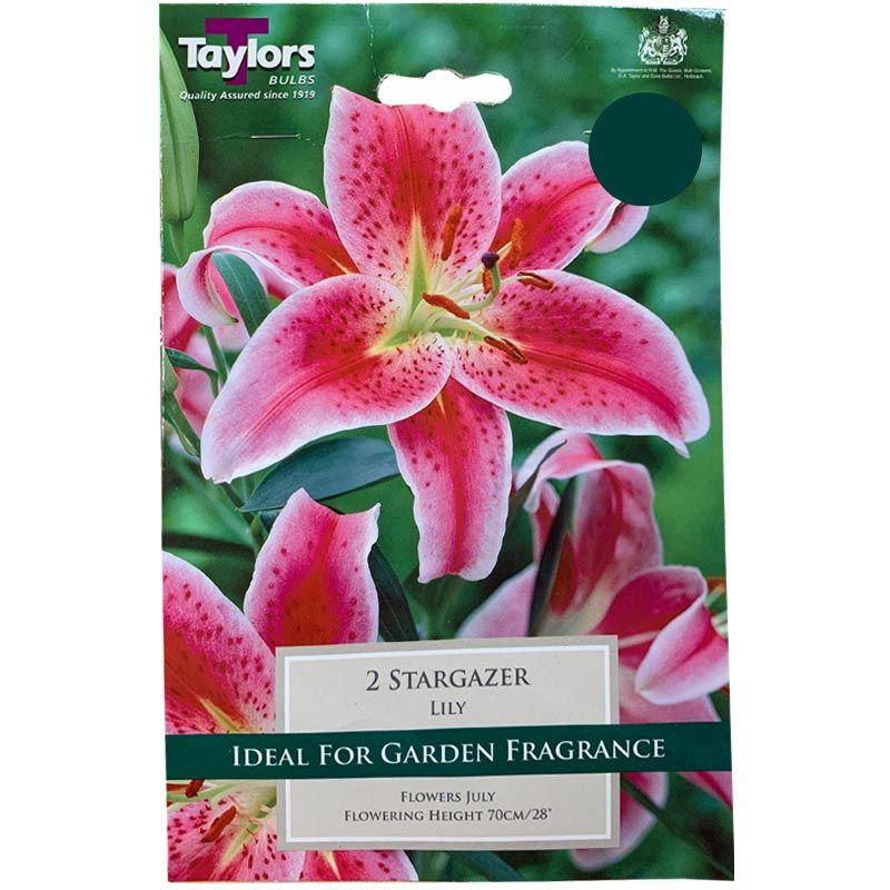 LILY STARGAZER