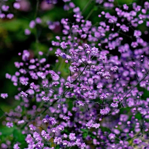 Chinese Meadow Rue Thalictrum Delavayi Hewitts Double (2Ltr Pot)