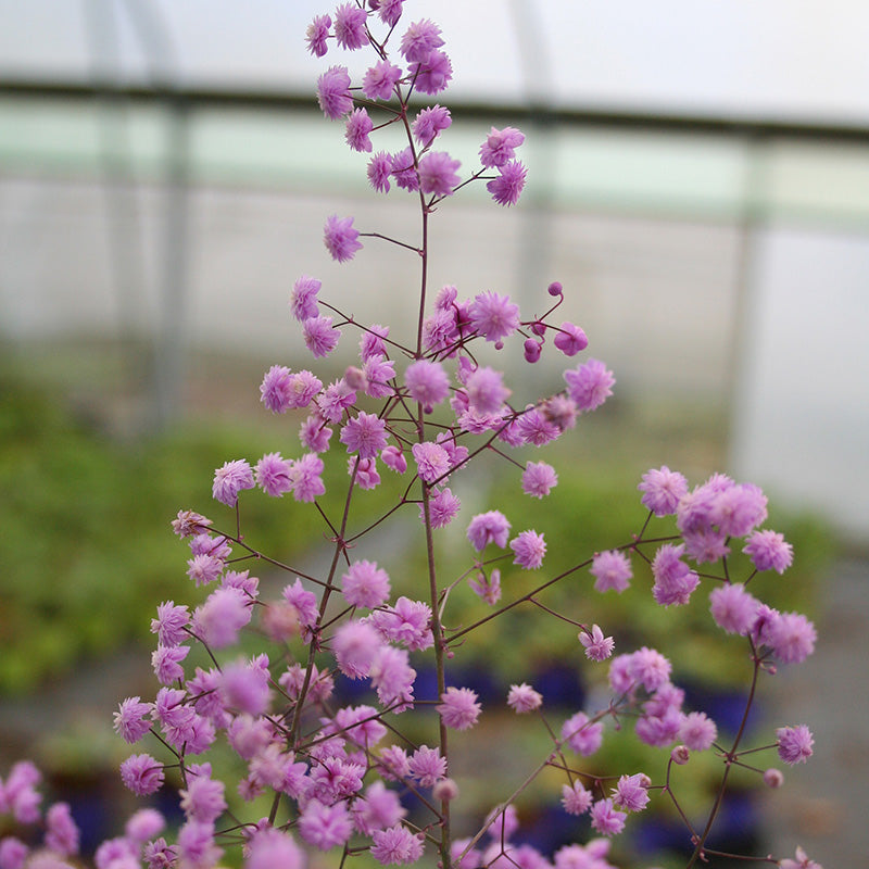 Chinese Meadow Rue Thalictrum Delavayi Hewitts Double (2Ltr Pot)