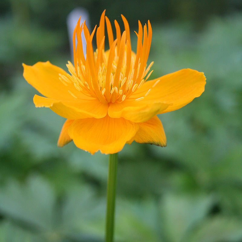 Trollius chin. Golden Queen