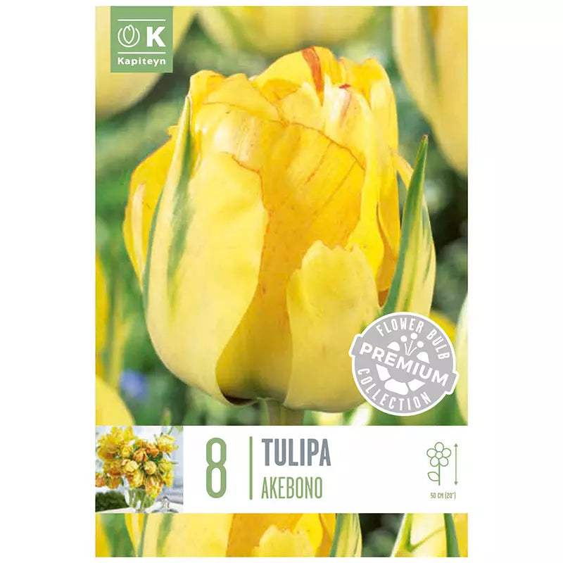 PREM TULIP DBL LATE AKEBONO X 8