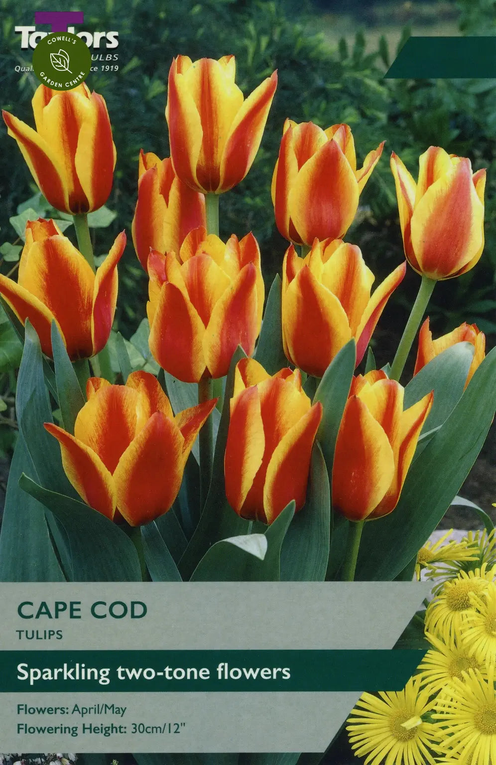 TULIP CAPE COD X 8