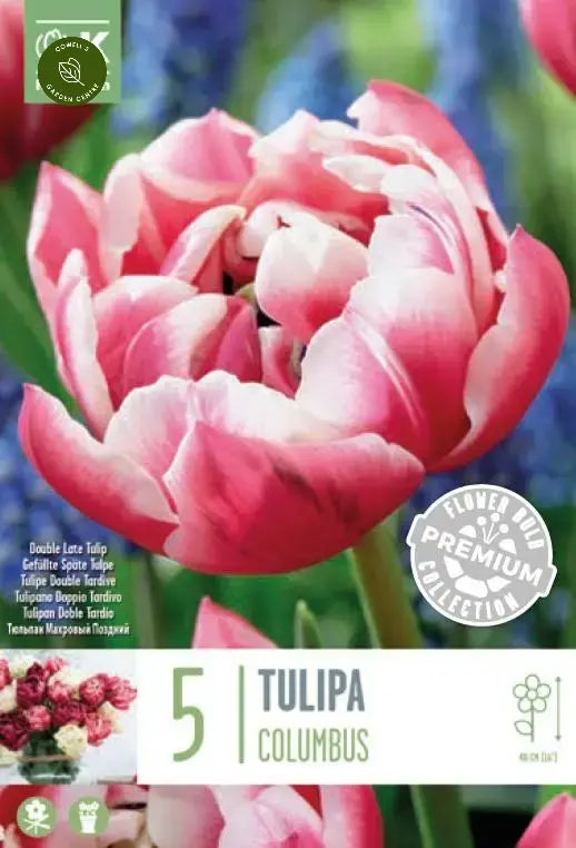 PREM TULIP DOUBLE LATE COLUMBUS X 5