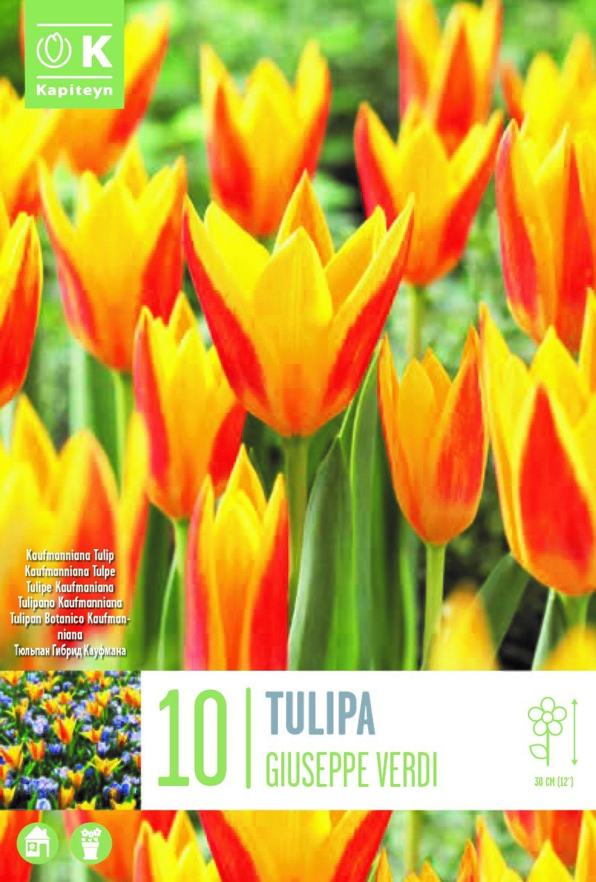 TULIPA GIUSEPPE VERDI X 10