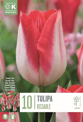 TULIP KISSABLE X 10