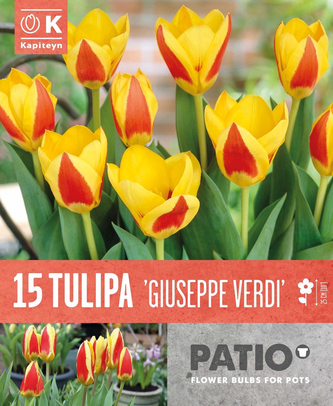 PATIO CONTAINER TULIPA GIUSEPPE VERDI X 15