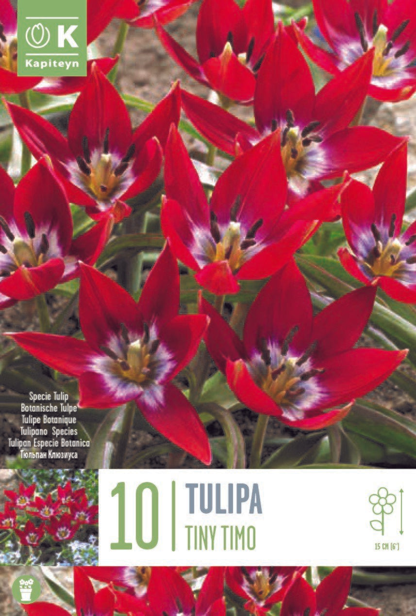 TULIPA TINY TIMO X 10