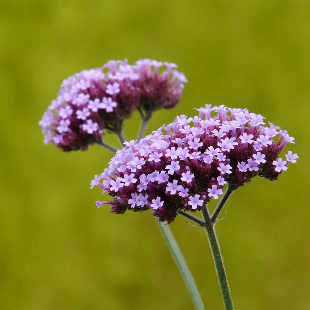 VERBENA bon. Lollipop