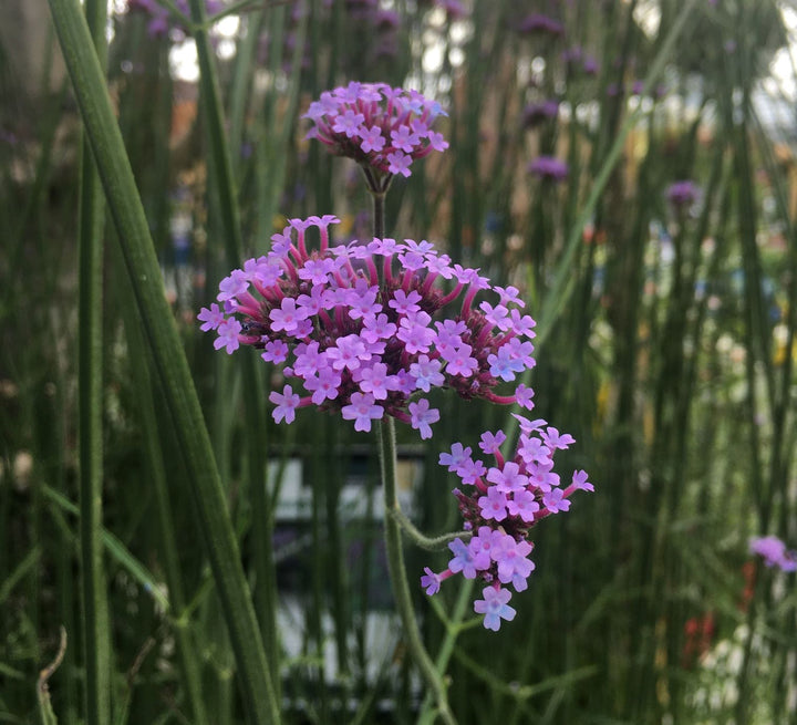 VERBENA bon. Lollipop