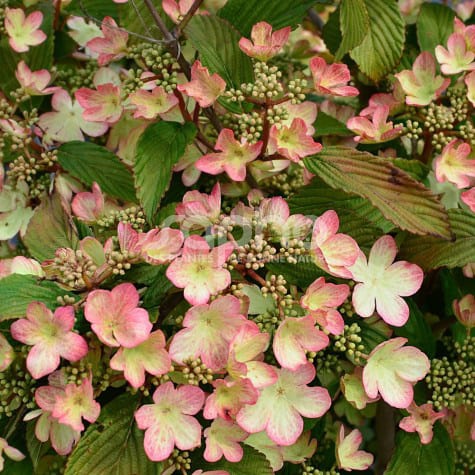 Viburnum plic. Kilimandjaro Sunrise