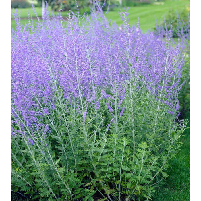 Russian Sage (Perovskia Little Spire)