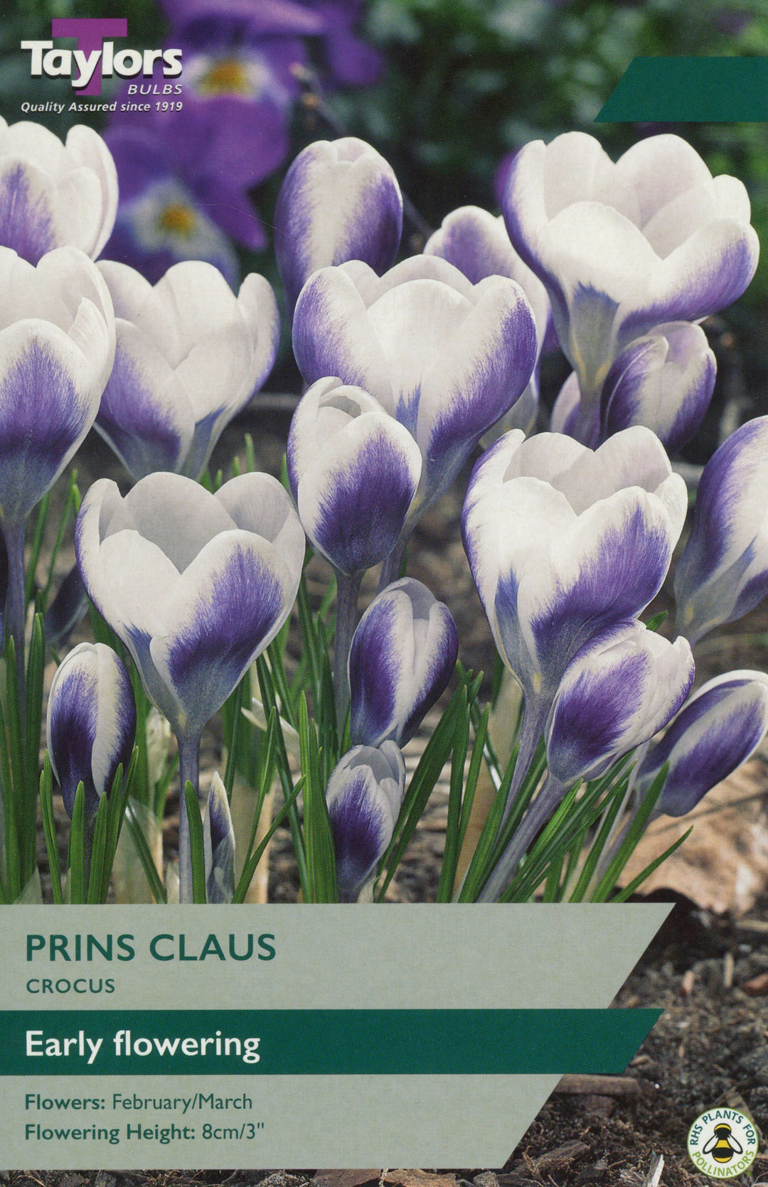 CROCUS PRINS CLAUS X 10