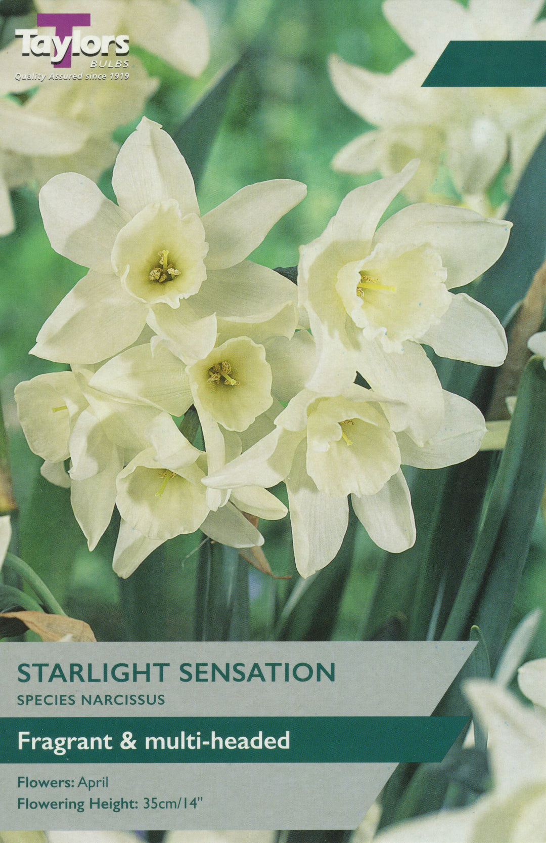 NARCISSI STARLIGHT SENSATION