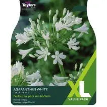 AGAPANTHUS WHITE X 3