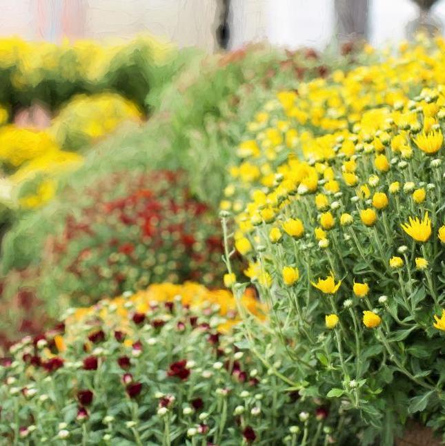 Chrysanthemum Jasoda Dark Yellow dia 45 cm