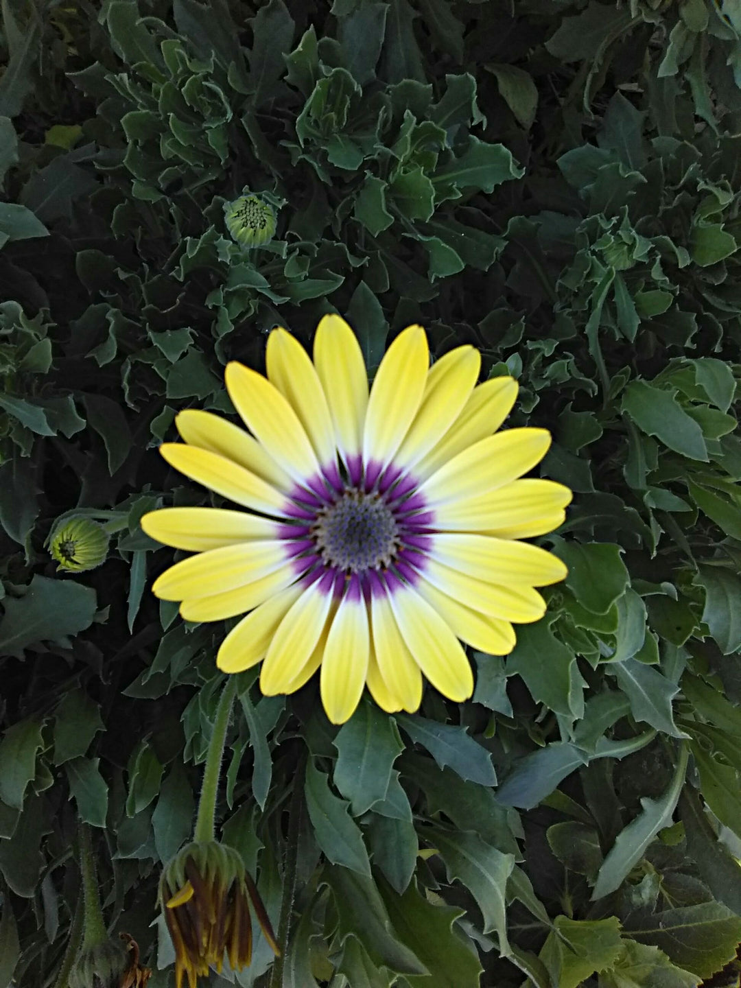 Osteospermum Blue Eyed Beauty