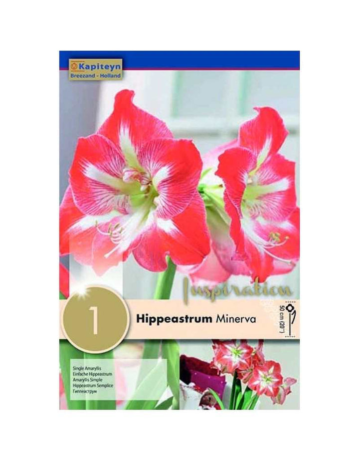 HIPPEASTRUM MINERVA