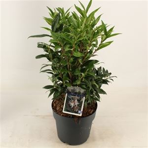 Sarcococca hook. Winter Gem  2 Ltr pot