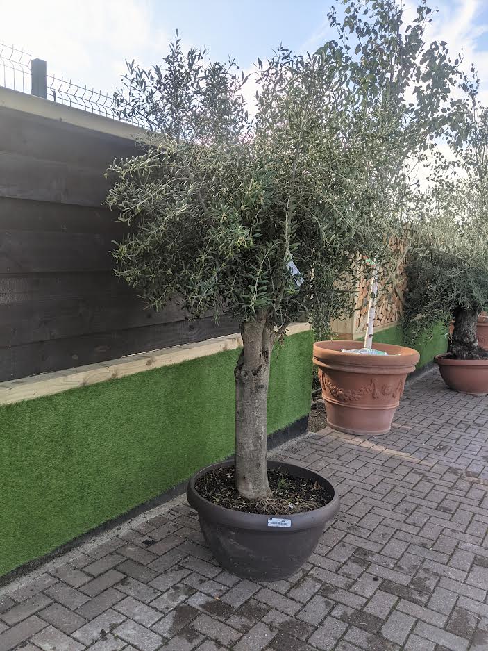 Olive Tree OLEA EUROPEA IN CVS CIOTOLA DIAM. 70 LT 90 CIRC. TR 40 - 60 CM 1/2 STD MULTITESTA