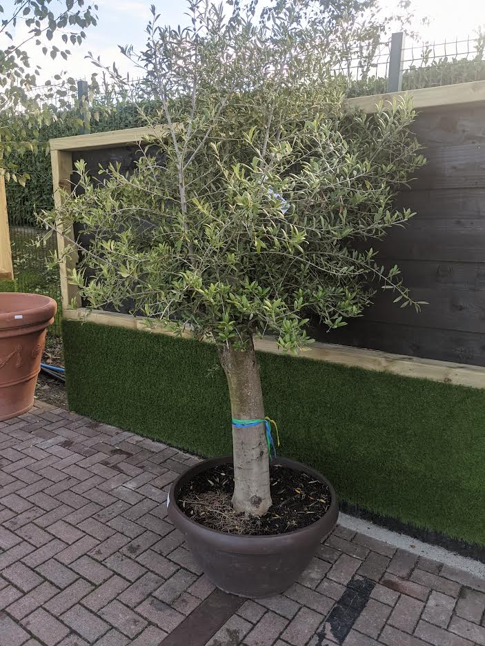 Olive Tree OLEA EUROPEA IN CVS CIOTOLA DIAM. 70 LT 90 CIRC. TR 40 - 60 CM 1/2 STD MULTITESTA