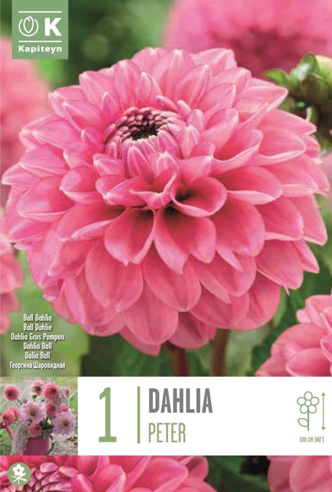 DAHLIA PETER