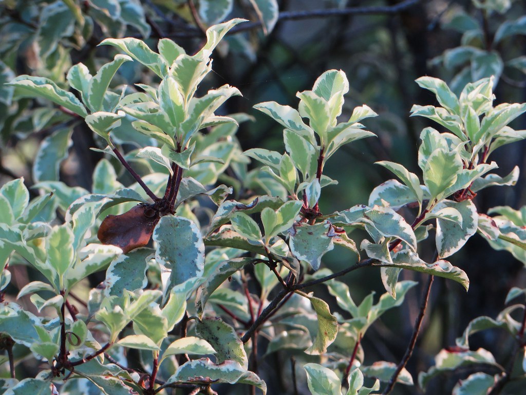 PITTOSPORUM tenui. Victoria  1,10 xl     25L