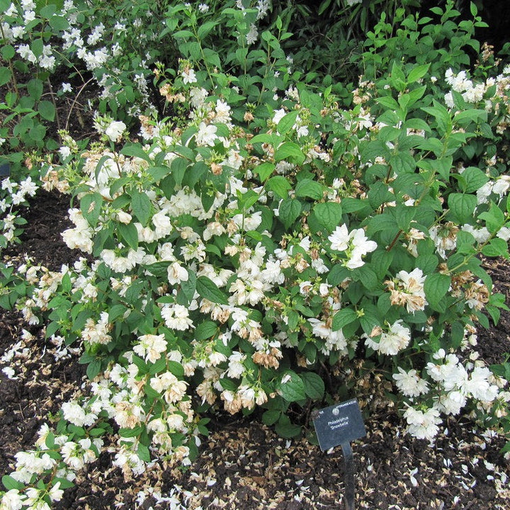 Philadelphus Snowbelle