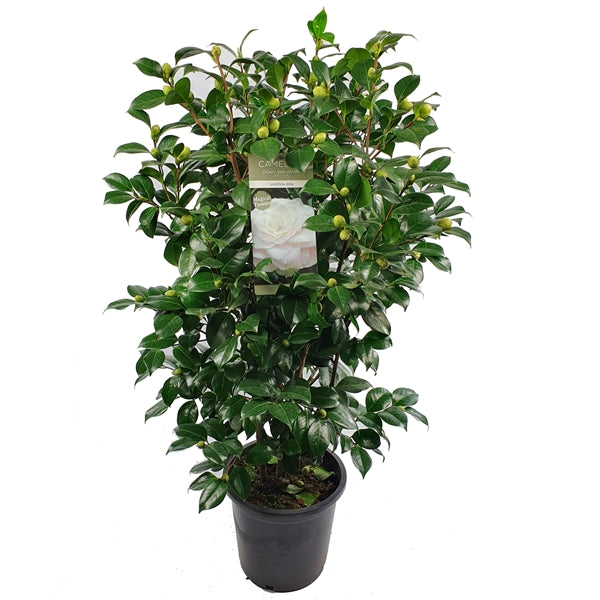 Camellia jap .Centifolia Alba