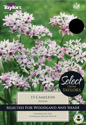 ALLIUM CAMELEON