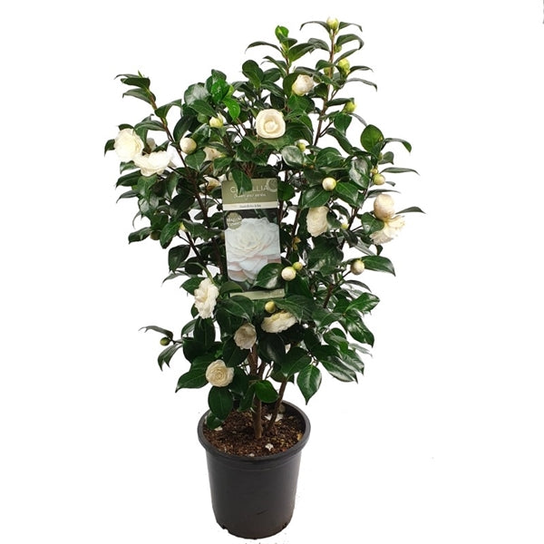 Camellia jap .Centifolia Alba