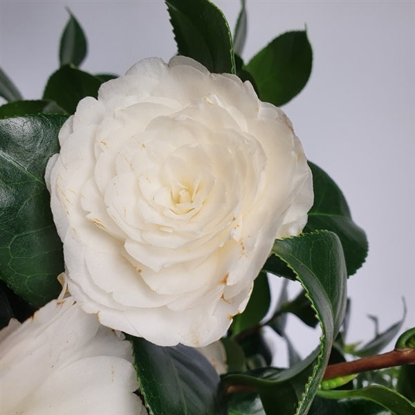 Camellia jap .Centifolia Alba