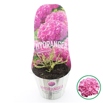 Hydrangea macr. Pink