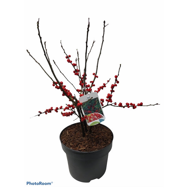 Ilex verticillata Magical Berry  60-80 CM