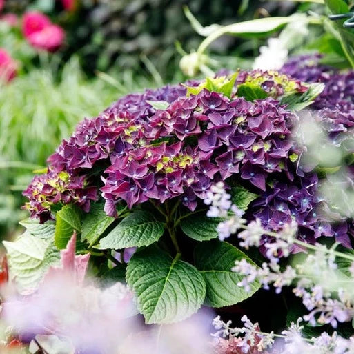 Hydrangea macr. Purple