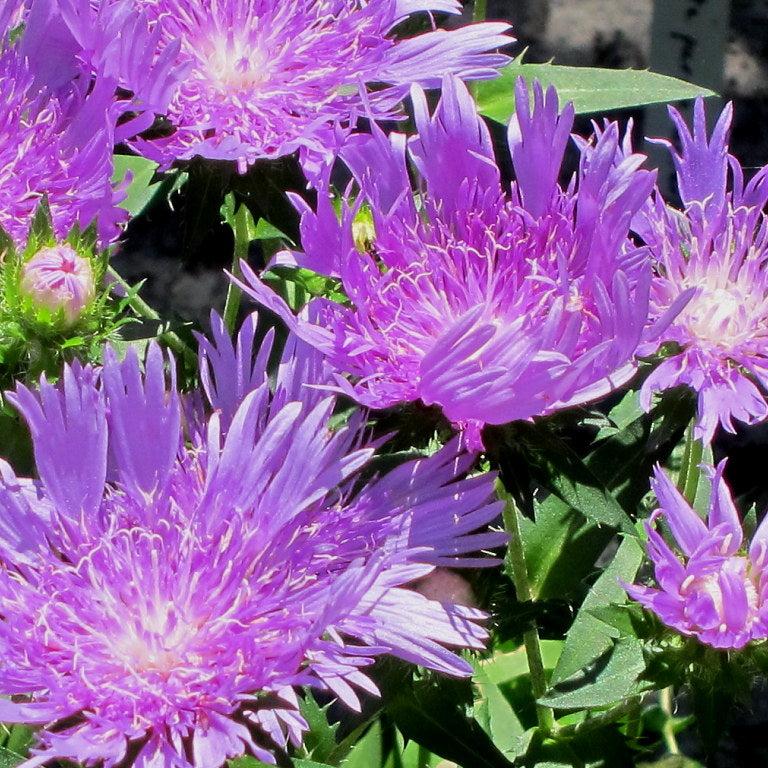 Stokesia Mega Mels