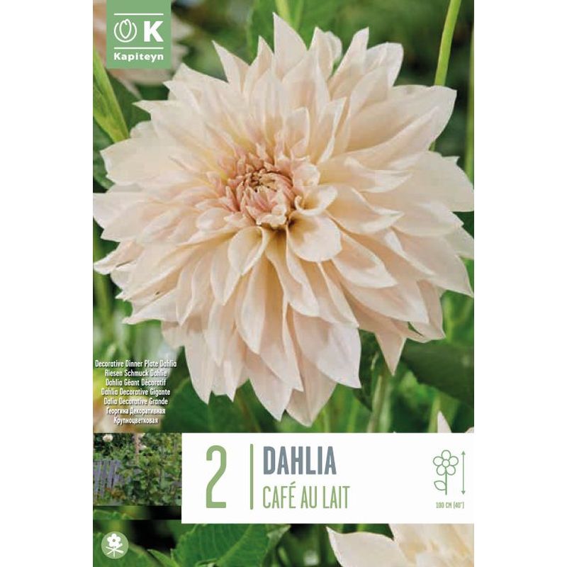 DAHLIA CAFE AU LAIT x 2