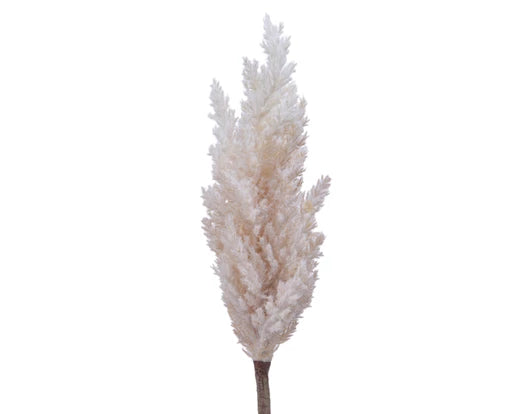 Pampas   grass   plume   on   stem    cream