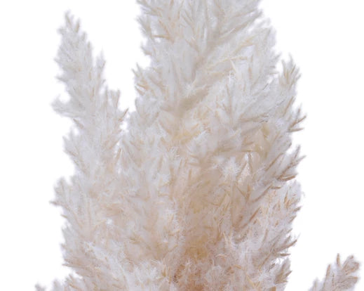 Pampas   grass   plume   on   stem    cream