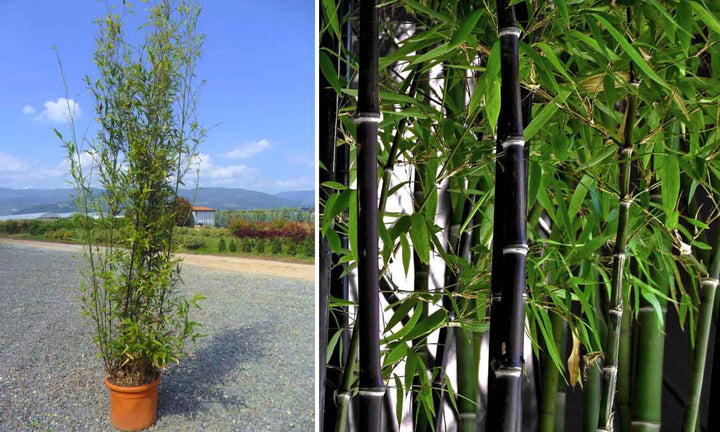 PHYLLOSTACHYS NIGRA CLT 12 VASO ROSSO H 150 - 200 CM