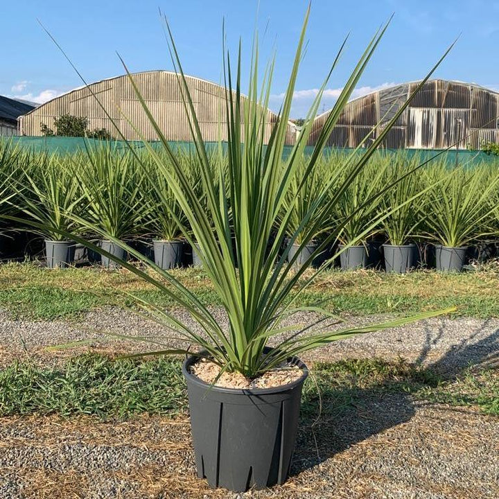 CORDYLINE AUSTRALIS CLT 5