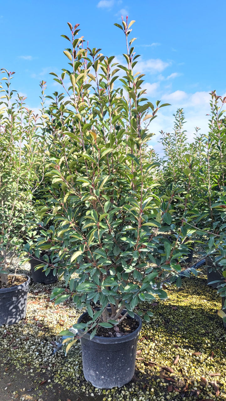 PHOTINIA SERR. RED ROBIN CLT 45 / 55 H 150 - 200 CM