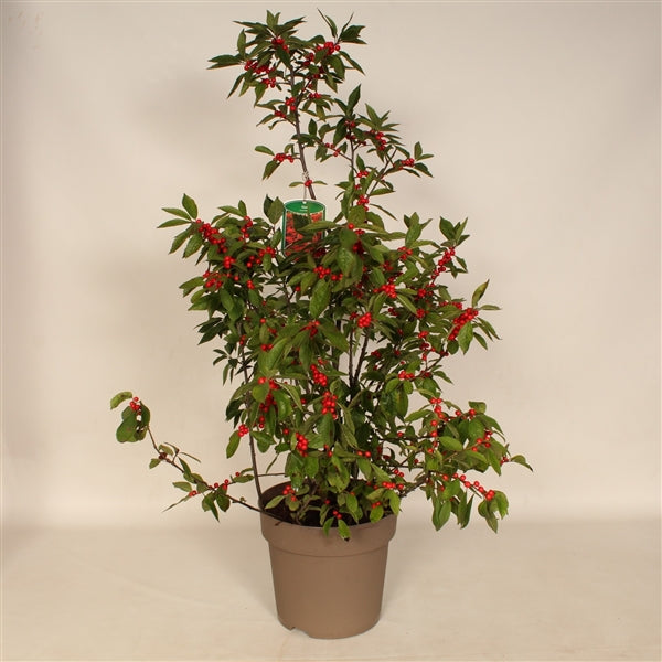 Ilex verticillata Magical Berry  60-80 CM