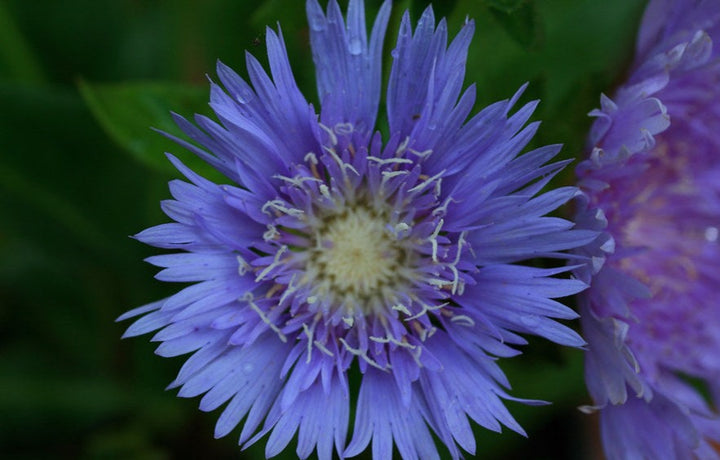 Stokesia Mega Mels