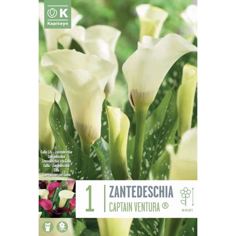 ZANTEDESCHIA CAPTAIN VENTURA x 1