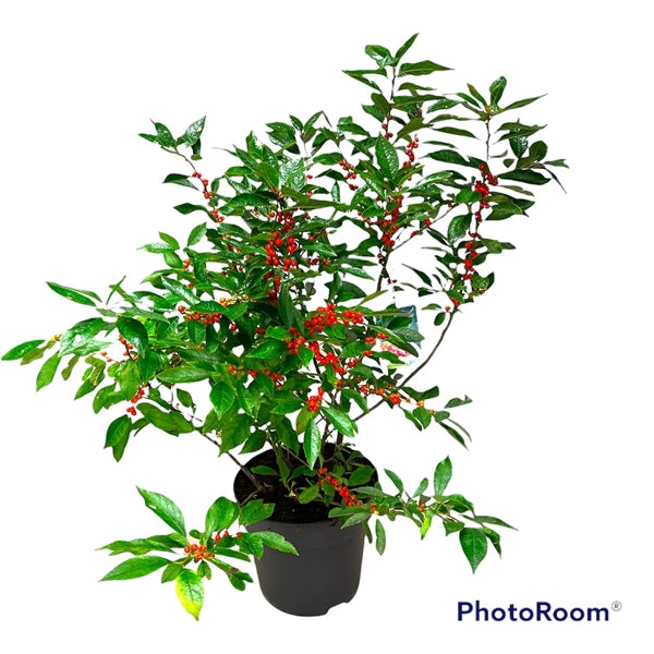 Ilex verticillata Magical Berry  60-80 CM