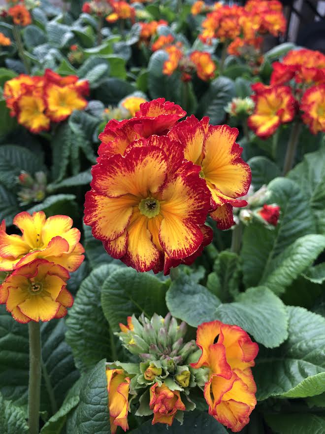 POLYANTHUS Showstopper Fire Dragon