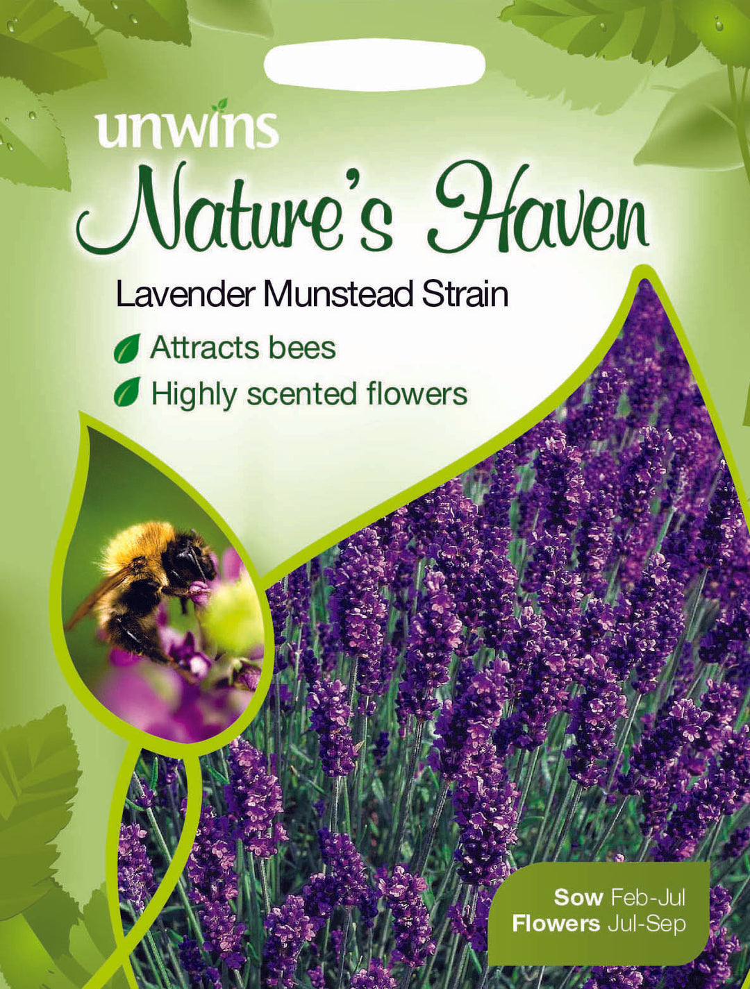 NH Lavender Munstead Strain